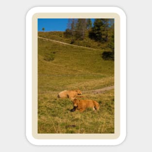 Italian Alpine Cows Sticker